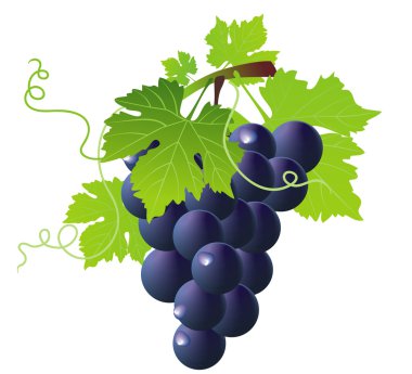 Green wine and bunch of blue grapes clipart