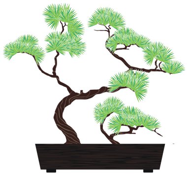 bonsai ağacı çam