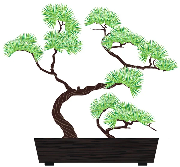 Pino de árbol de Bonsai — Archivo Imágenes Vectoriales