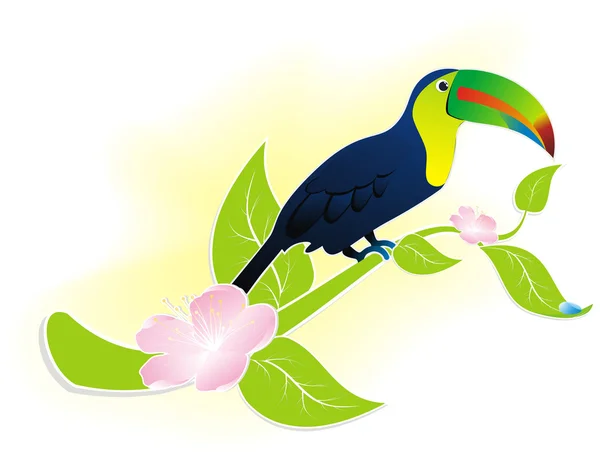 Oiseau toucan — Image vectorielle