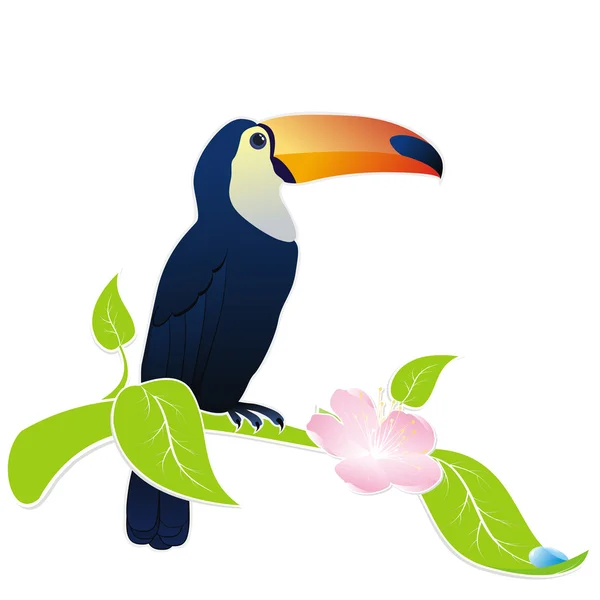 Toucan bird — Stock Vector