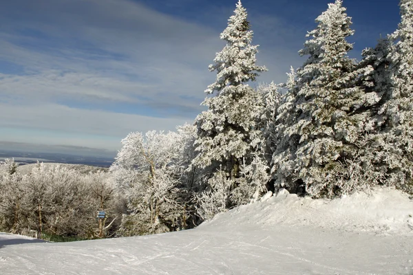 Tapas de árboles nevados 2 — Foto de Stock