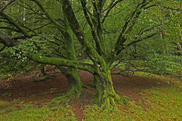 Mech strom — Stock fotografie