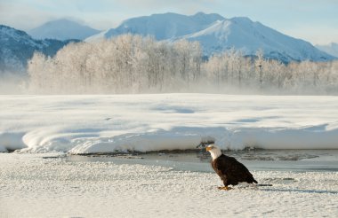 Portre, bir yetişkin kel kartal (Haliaeetus leucocephalus) üstünde kar