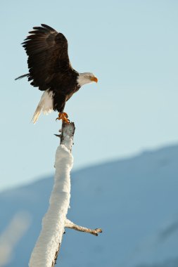 Kel kartal (haliaeetus leucocephalus))