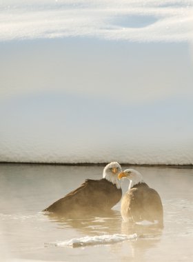 Bathing Bald eagles clipart