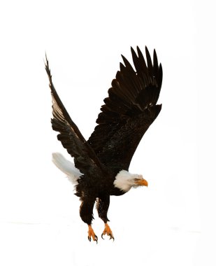 The Bald Eagle (Haliaeetus leucocephalus) clipart