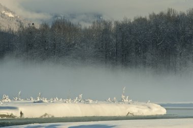 chilkat Vadisi kapsayan kar altında