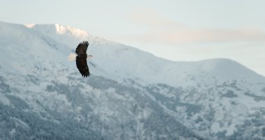 Flying Bald eagle. clipart