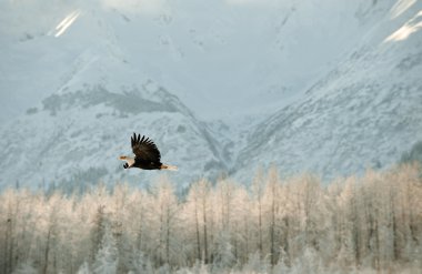 uçan kel kartal.