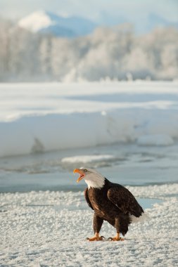 Portre, bir yetişkin kel kartal (Haliaeetus leucocephalus) üstünde kar