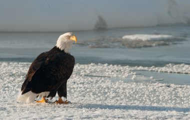 Portre, bir yetişkin kel kartal (Haliaeetus leucocephalus) üstünde kar