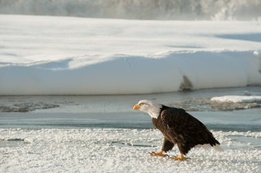 Portrait of an Adult Bald Eagle(Haliaeetus leucocephalus) on snow clipart