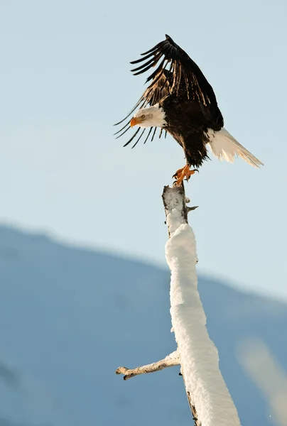 stock image The Bald Eagle (Haliaeetus leucocephalus)