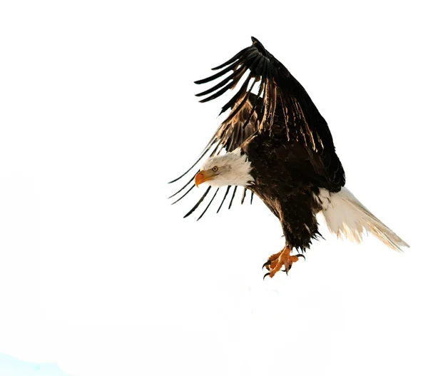 A Águia Calva (Haliaeetus leucocephalus ) — Fotografia de Stock