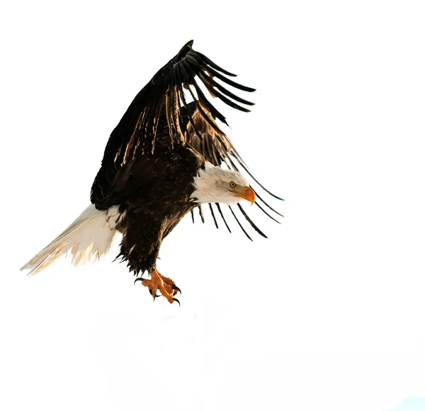 El águila calva (Haliaeetus leucocephalus ) — Foto de Stock