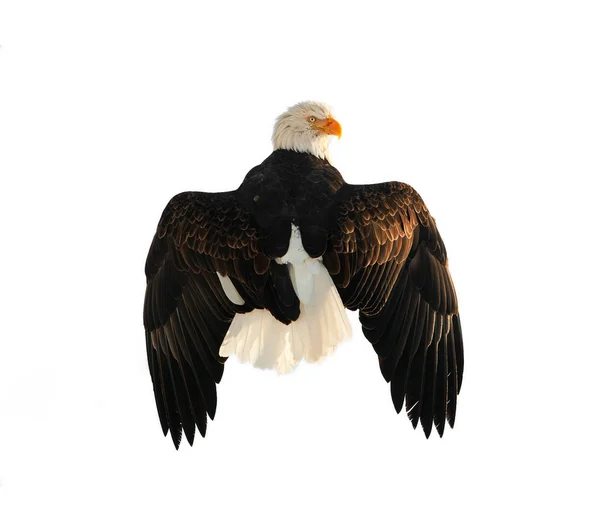 The Bald Eagle (Haliaeetus leucocephalus) — Stock Photo, Image
