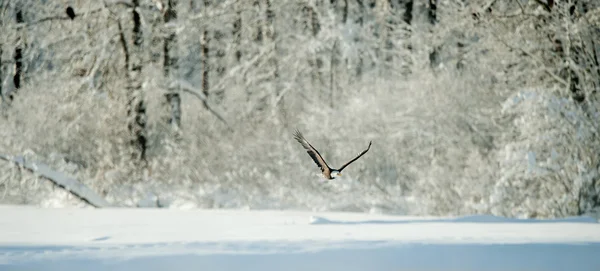 날고 있는 대머리 독수리. — 스톡 사진