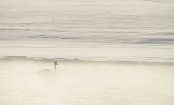Cygnes trompettes (Cygnus buccinator) dans le brouillard . — Photo