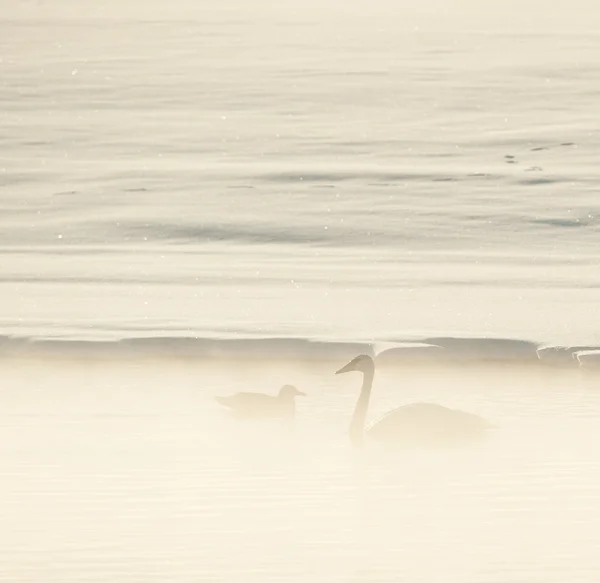 天鹅和一只海鸥在雾中. — 图库照片