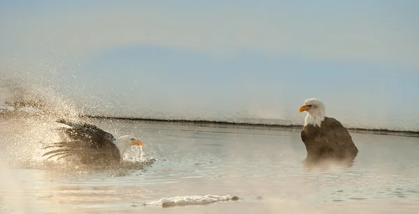 Zwemmen bald eagles — Stockfoto