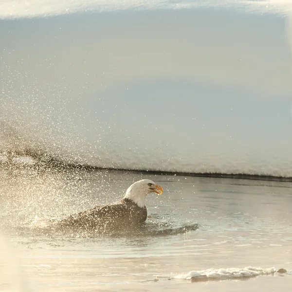 Bathing Bald eagles — Stock Photo, Image