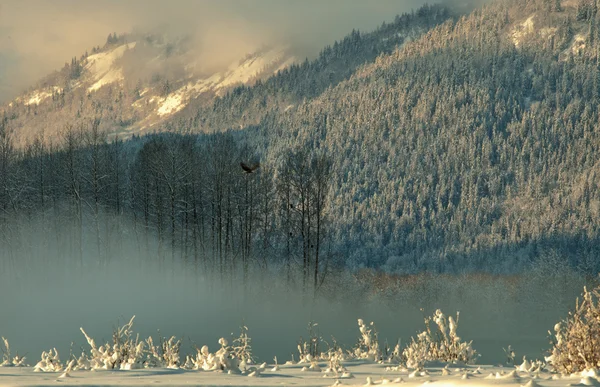 눈의 덮개 아래 chilkat 계곡 — 스톡 사진