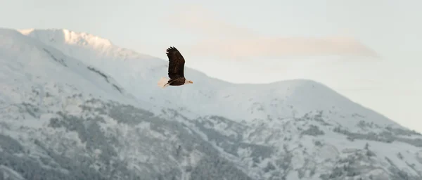 Літаючих білоголовий орлан . — стокове фото