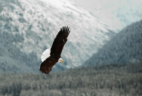 Létající orel bělohlavý. — Stock fotografie