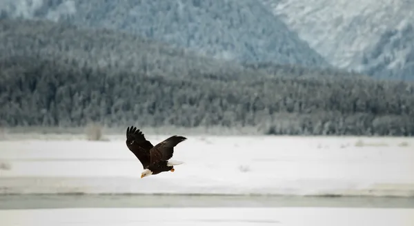 Águia careca voadora. — Fotografia de Stock