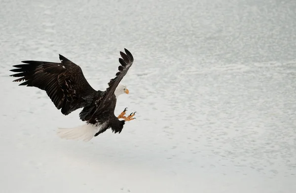 Águia careca (Haliaeetus leucocephalus) Aterragem — Fotografia de Stock