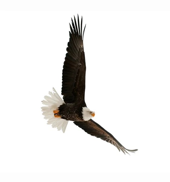 Den skalliga örnen (haliaeetus leucocephalus) — Stockfoto