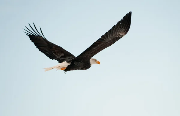 Літаючих білоголовий орлан . — стокове фото