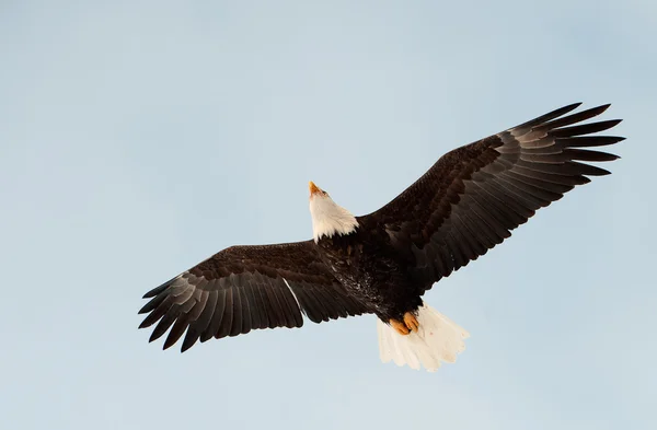 Flygande havsörn. — Stockfoto