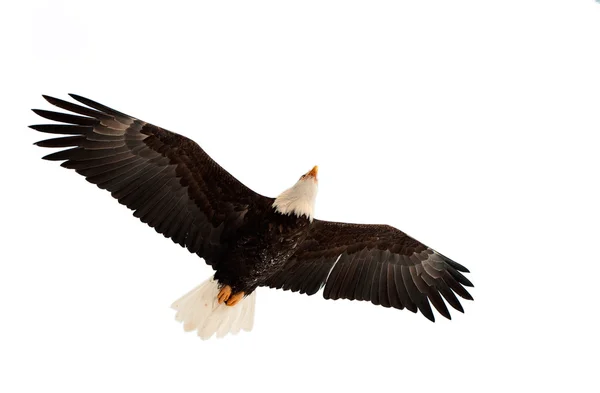 Aquila calva volante. — Foto Stock