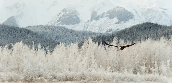 날고 있는 대머리 독수리. — 스톡 사진