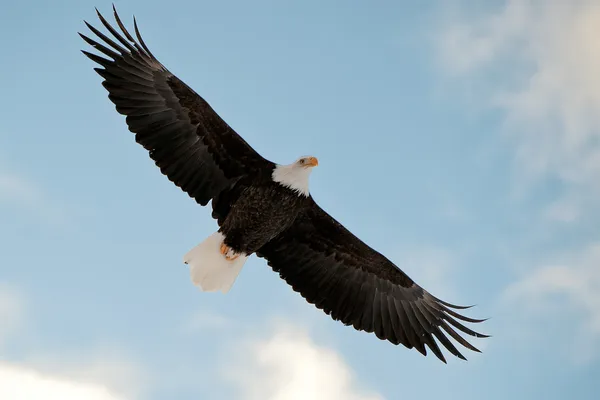 Flying Bald eagle. — Stock Photo, Image