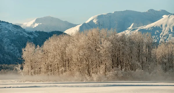 Bald eagles na ziemi i na pokryte śniegiem branches.alaska — Zdjęcie stockowe