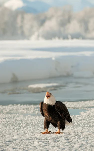 肖像的成年白头鹰 (白头) 在雪上 — 图库照片