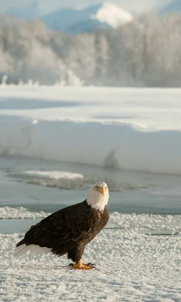 Πορτρέτο των ενηλίκων φαλακρός αετός (Haliaeetus leucocephalus) στο χιόνι — Φωτογραφία Αρχείου