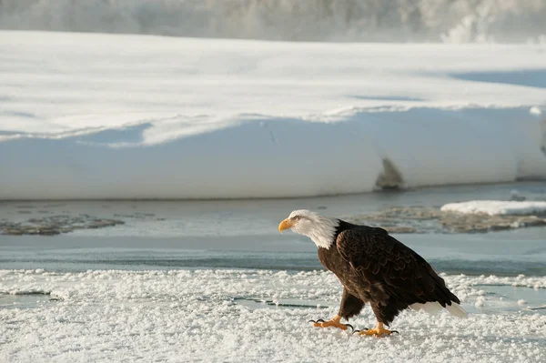 Retrato de un águila calva adulta (Haliaeetus leucocephalus) sobre nieve —  Fotos de Stock