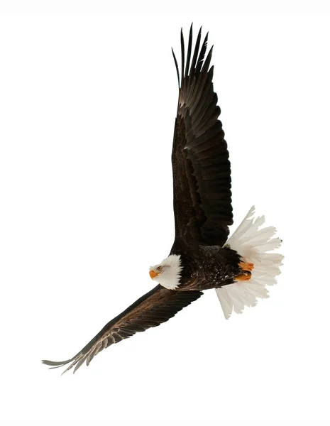 El águila calva (Haliaeetus leucocephalus ) Imagen de archivo