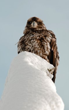 Kel kartal dala tünemiş