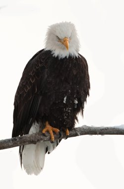 Bald eagle (Haliaeetus leucocephalus washingtoniensis) sits on a branch. clipart