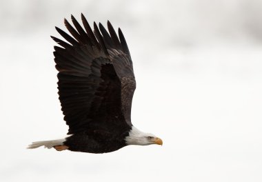 Phase of flight of an Bald Eagle in flight over snow covered background. clipart