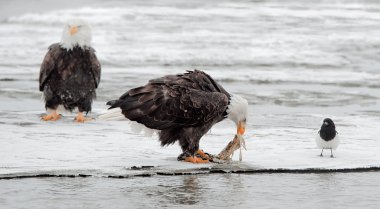 Kel Kartallar (Haliaeetus leucocephalus besleme)