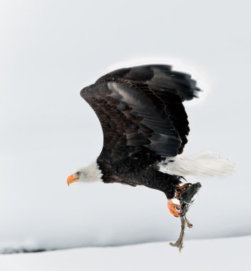 Flying eagle with the fish clamped in claws. clipart