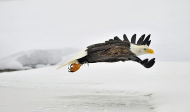 Flying Bald Eagle on snow covered background. clipart