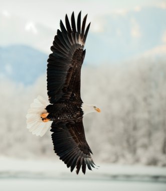 Flying Bald Eagle. clipart