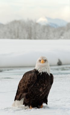 Bald eagle clipart